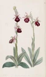 Ophrys ferrum-equinum (à gauche, fig. 2) et Ophrys bombyliflora (à droite, fig. 1)